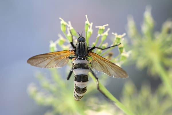 insecte prédateur