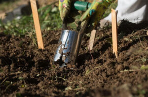 Planter des bulbes