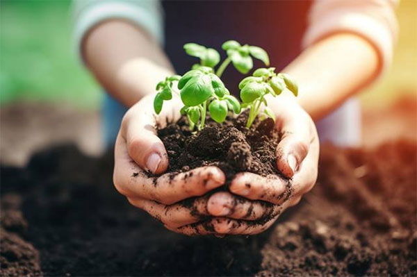 Utilisations des fertilisants : Comment les utiliser efficacement pour favoriser la croissance des plantes ?
