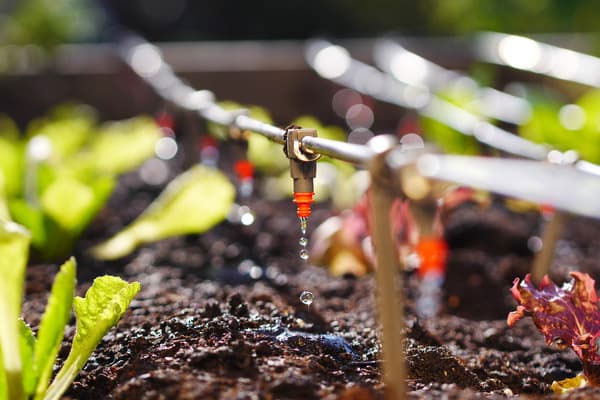 La fertigation : l’alliance de l’irrigation et de la fertilisation pour une gestion précise des nutriments